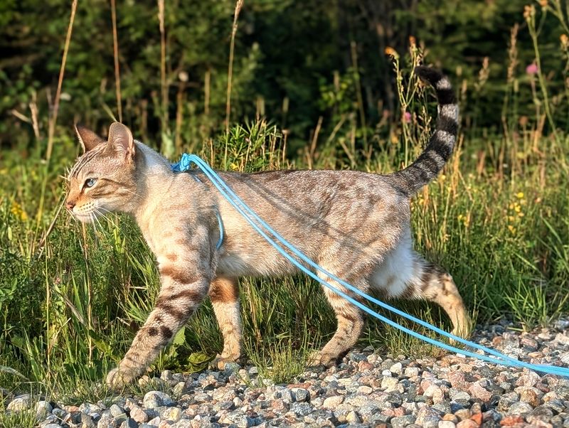 Custom cat harness