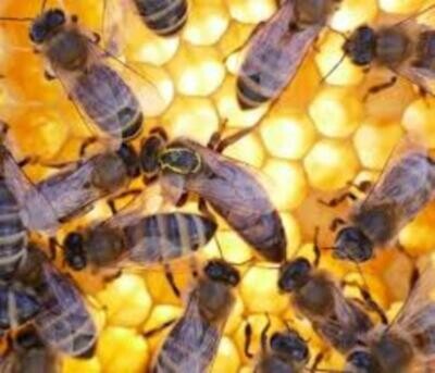 Bijenvolken voor bestuiving