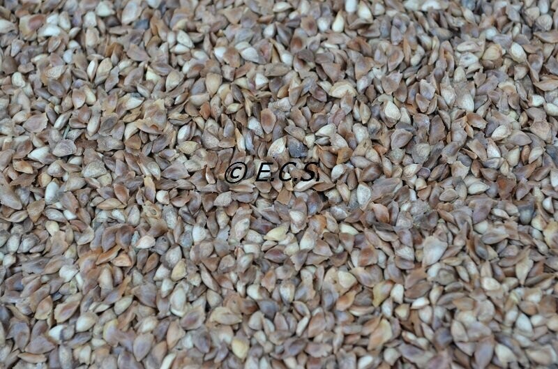 1kg Larch