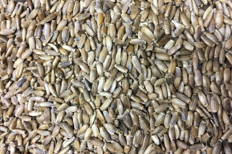 1kg Milk (Marie) Thistle