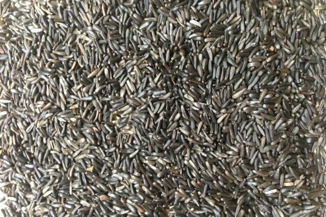 Nijer Seeds