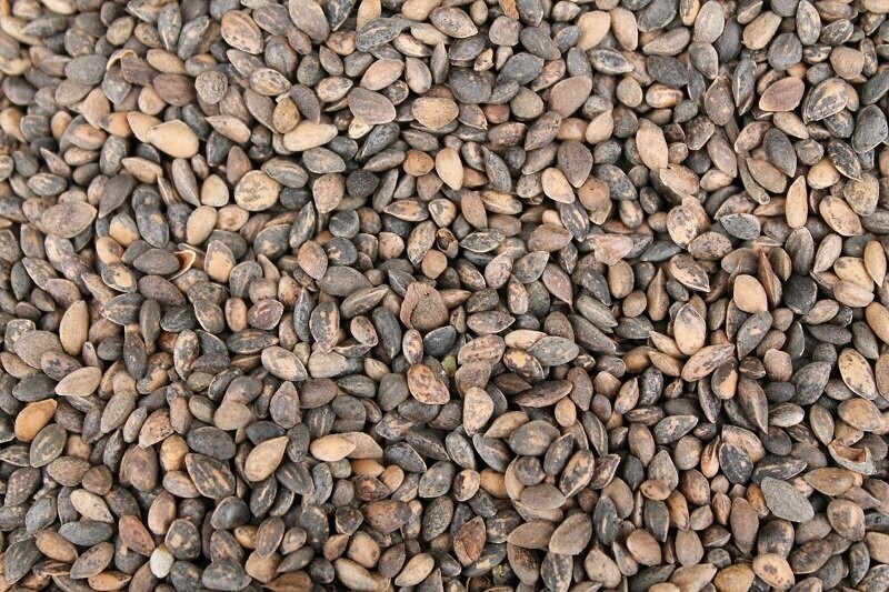 1kg Soft Large Pine Seeds (Aleppo)