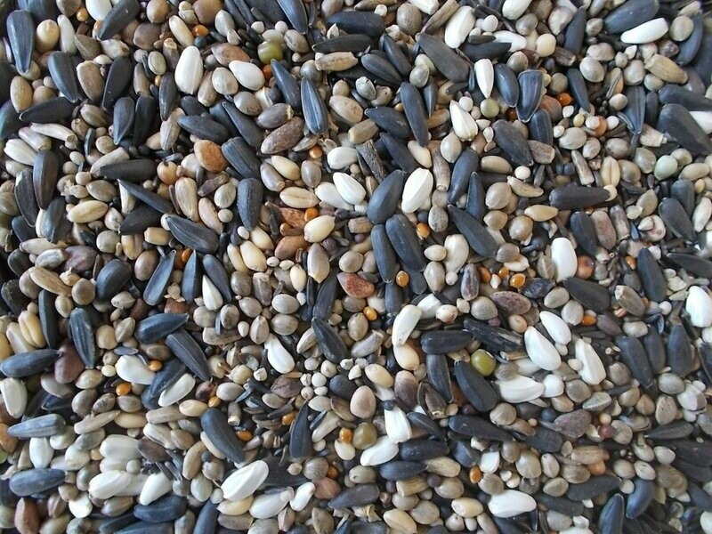 Large Soak/Germination Seed