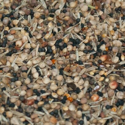 Wild Seed