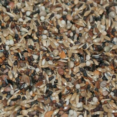 Small European Birds