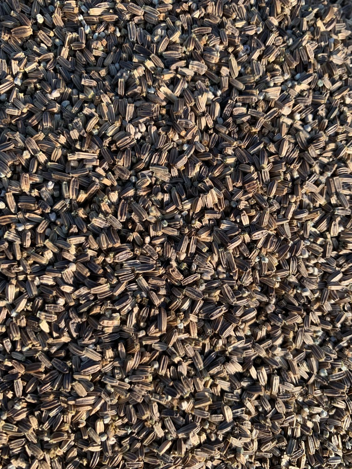 250g Teazle Seed