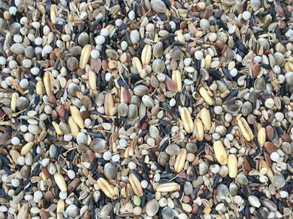 Conditioning Seed Without Rape Seed