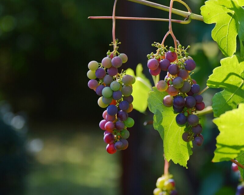 Wein