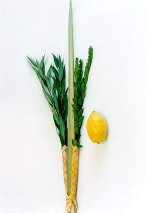 Lulav and Etrog Sale