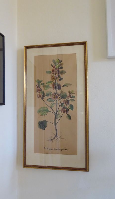 Lithographie Pflanze gerahmt