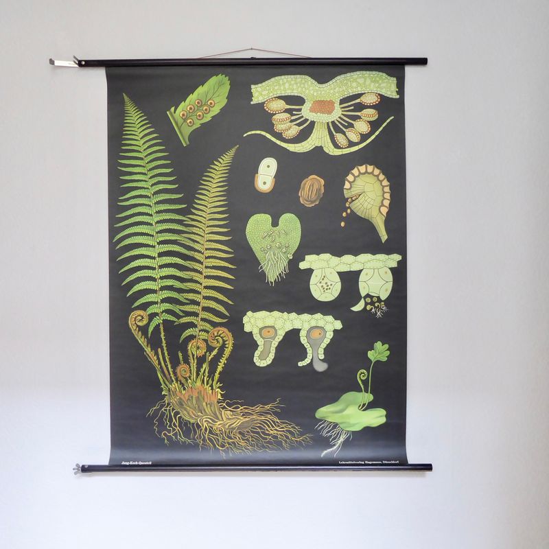 Rollbild Lehrtafel Farn