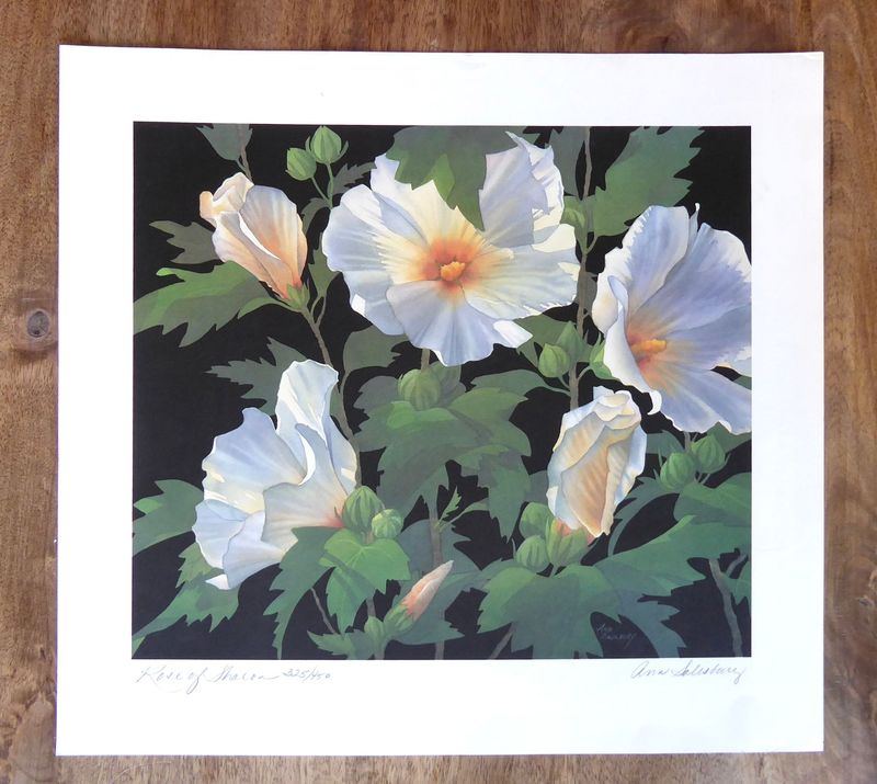 Ann Salisbury Rose of Sharon Bild signiert
