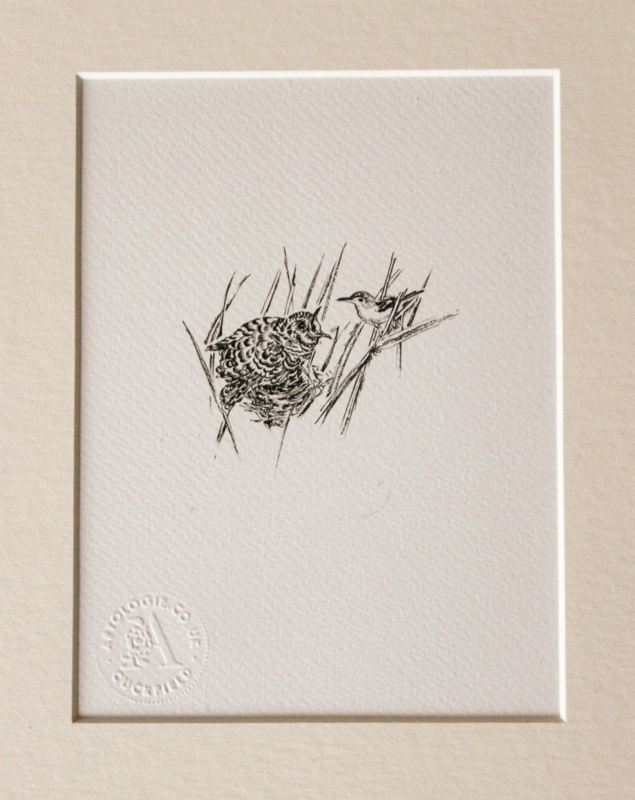 Cuckoo Chick print