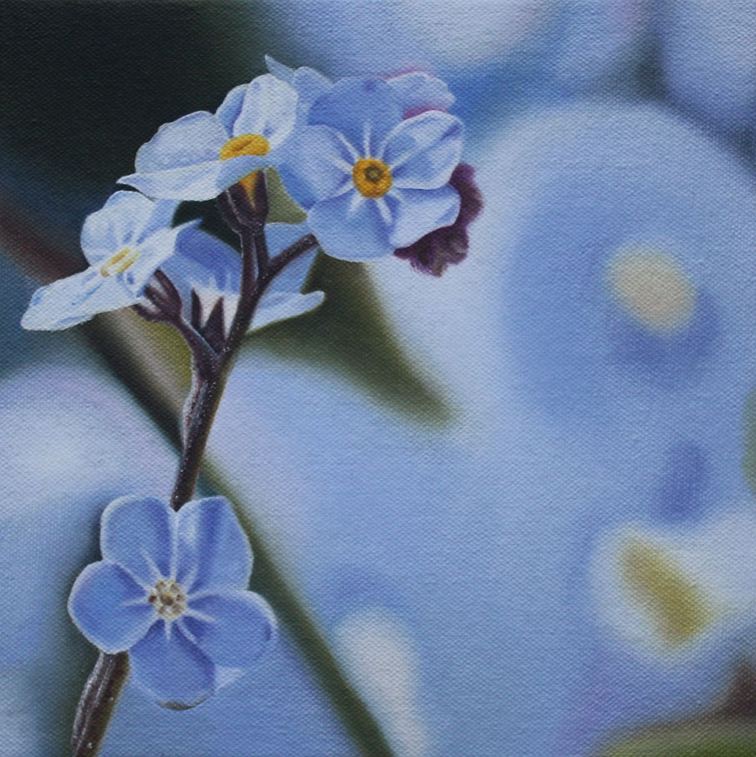 Myosotis Sylvatica III