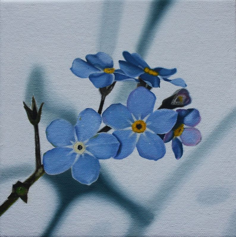 Myosotis Sylvatica IV