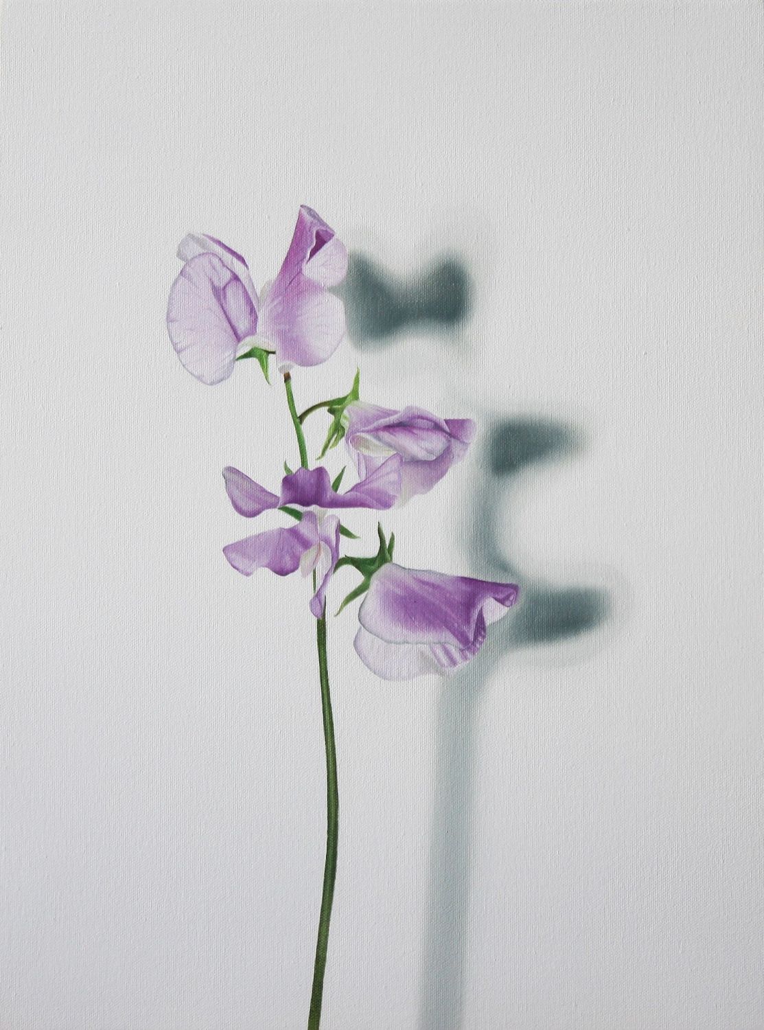 Portrait of a Sweet Pea Purple