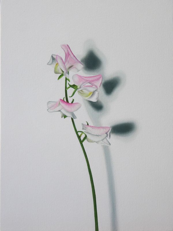 Portrait of a Sweet Pea Pink