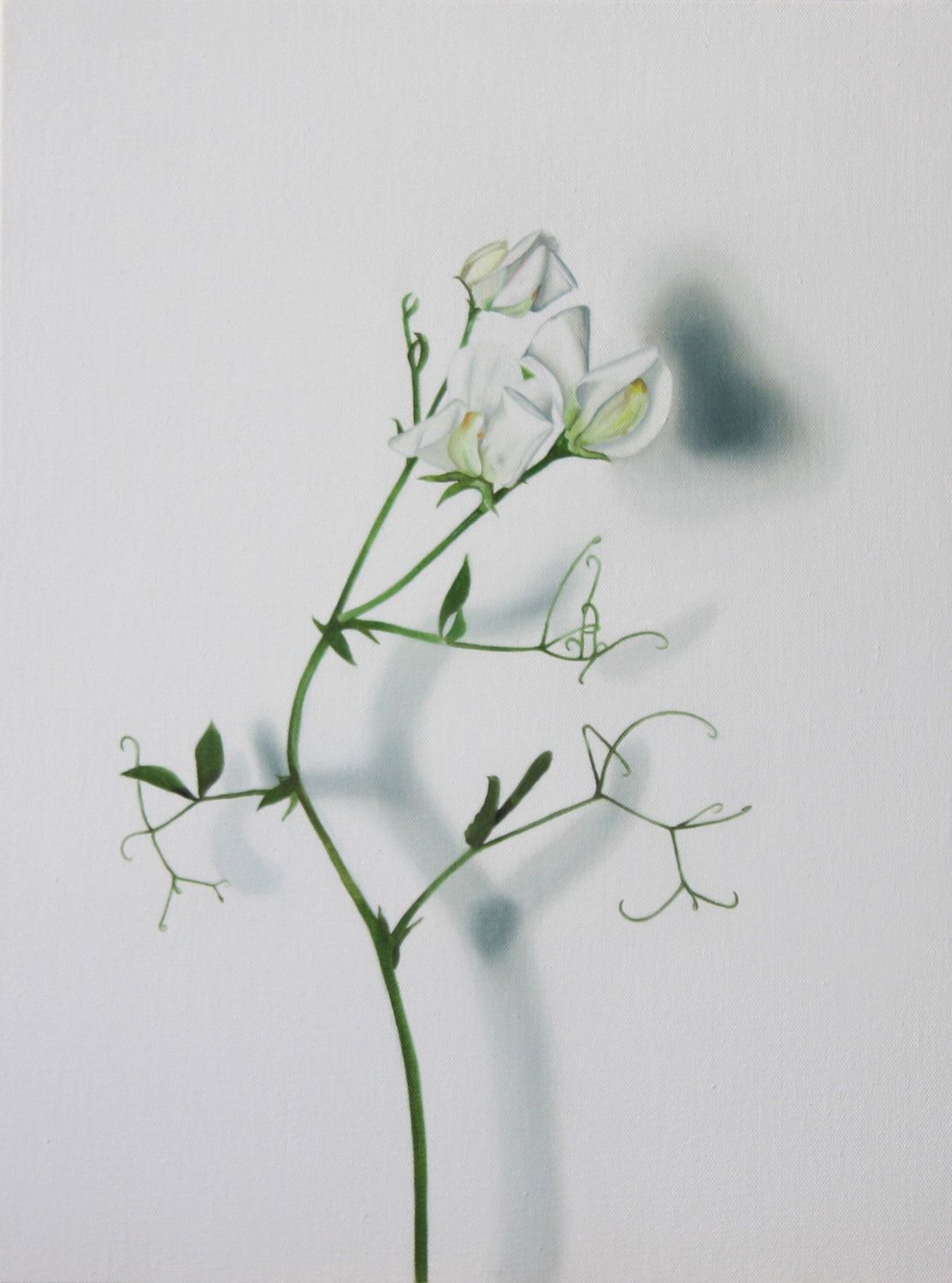 Portrait of a Sweet Pea White