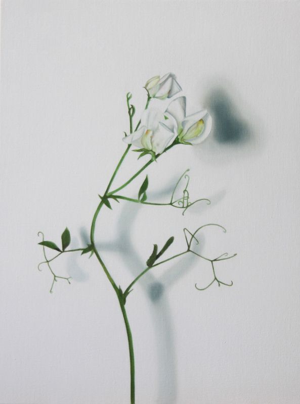 Portrait of a Sweet Pea White