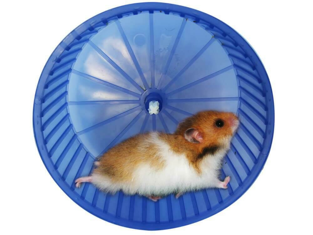 hamster supply store