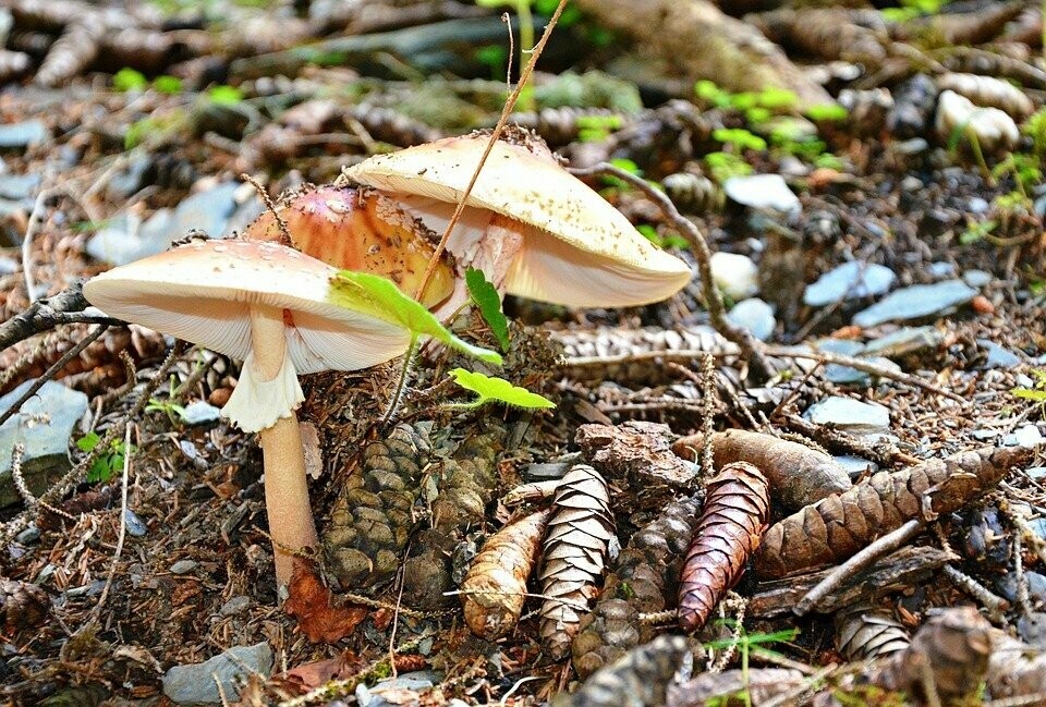 PilzTrüffel Gärtner und Imkermesser