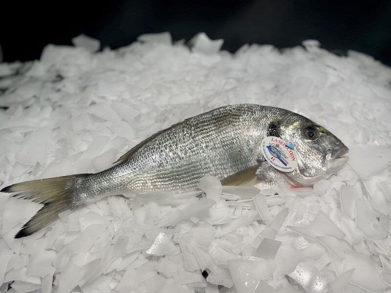 Daurade Royale de Ligne - Pêche Artisanale Premium - Préparation au choix