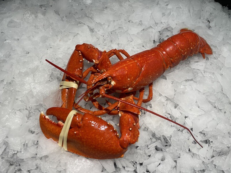 Homard Breton - Produit d&#39; Exception