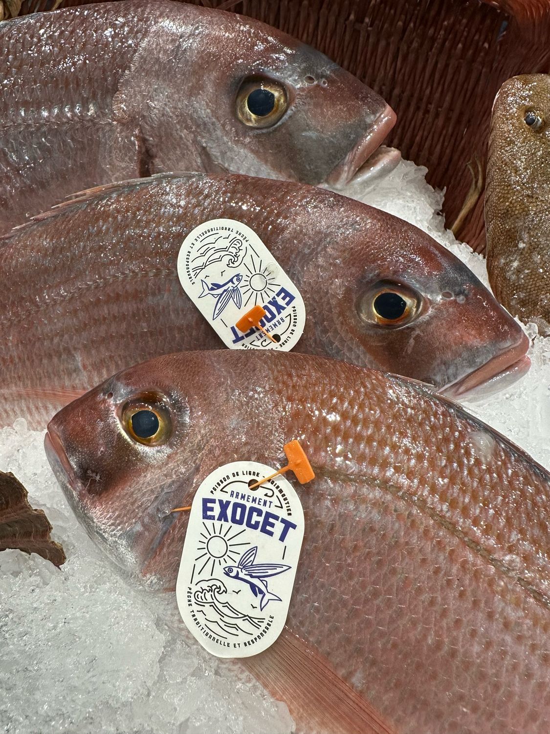 Daurade Rose  800g-1kg
