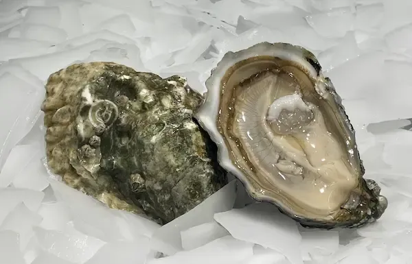 Huîtres Gillardeau N°3, mise sur plateau, huîtres spéciales au goût équilibré