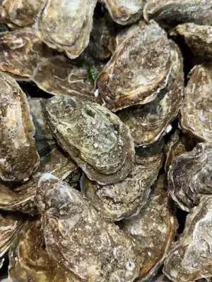 Huîtres fines et spéciales issues des meilleures criées de France