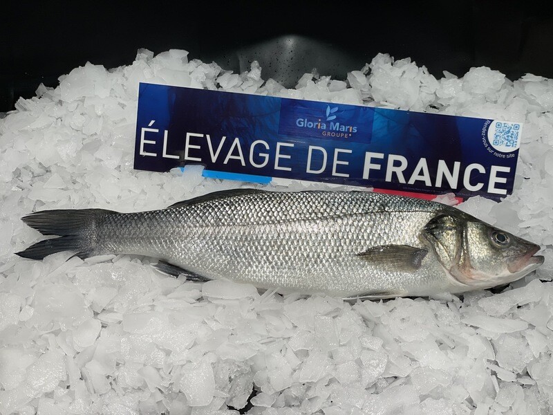 Bar entier frais élevé en France