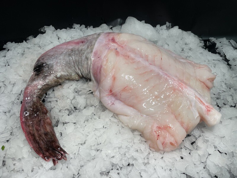 Lotte fraîche, poisson à chair ferme du Golfe de Gascogne 