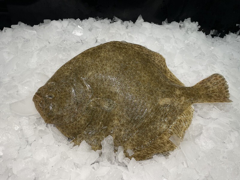 Barbue fraîche d'Atlantique, poisson plat à chair fine