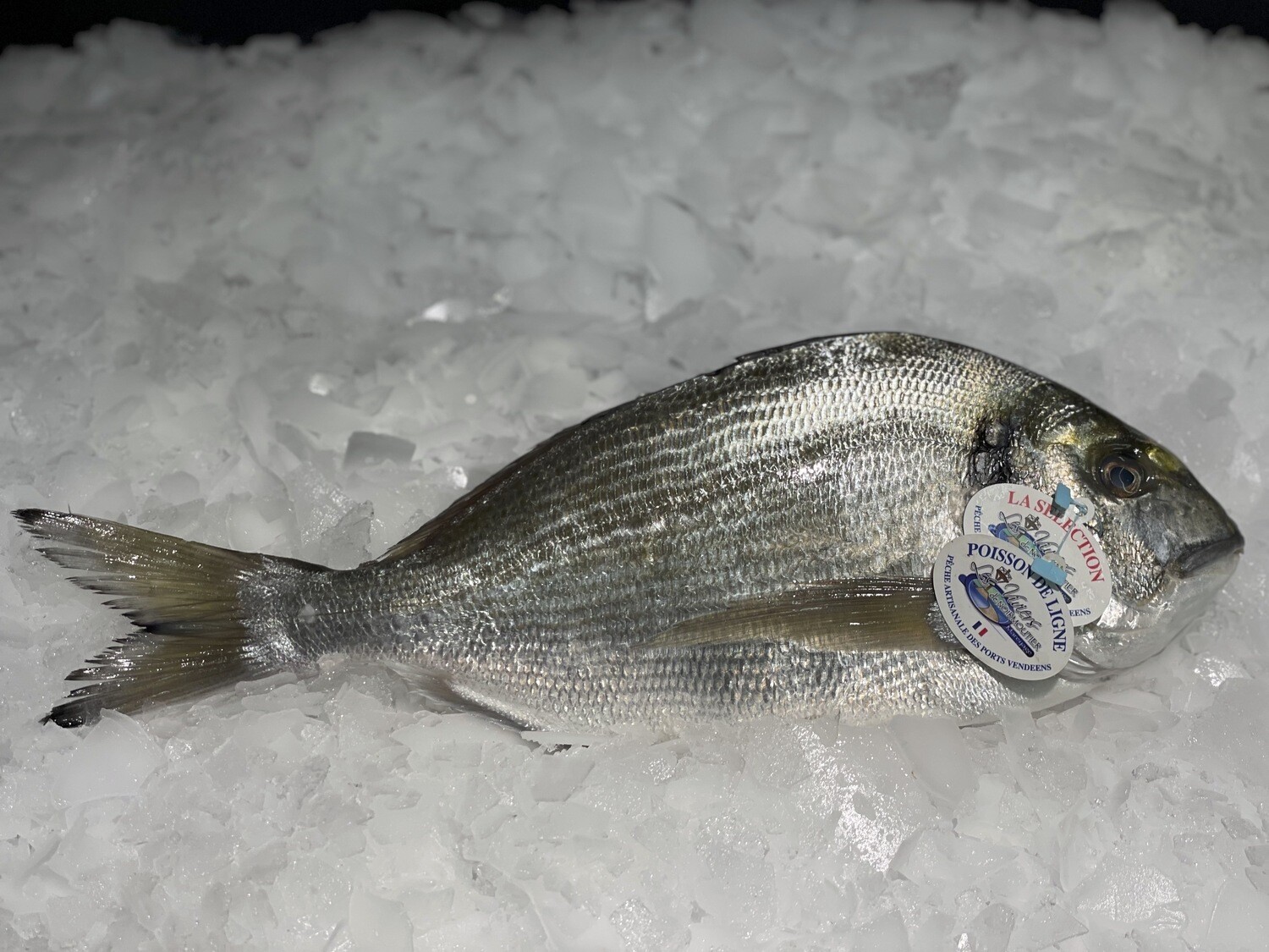 Daurade royale sauvage pêchée à la ligne en Vendée 