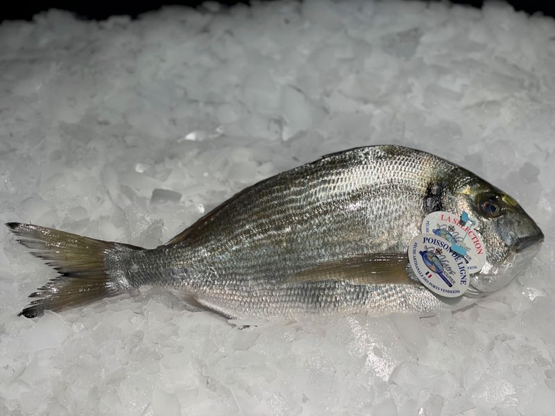 Daurade royale sauvage pêchée à la ligne en Vendée 