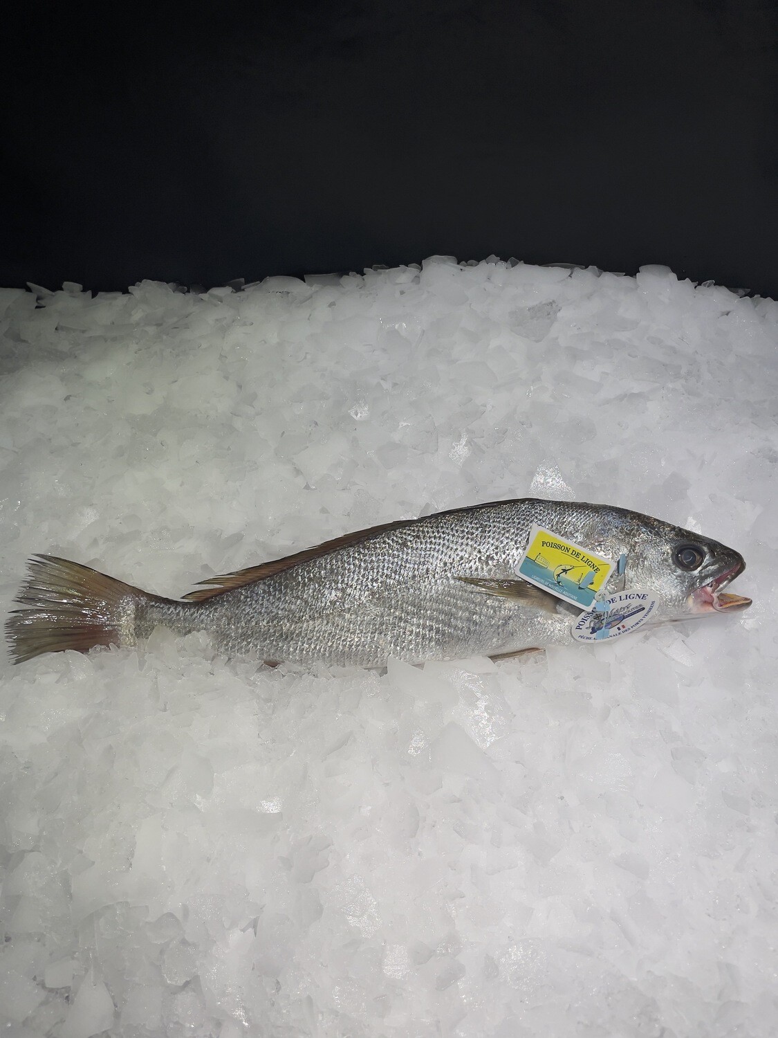 Maigre de ligne frais, poisson entier issu d'une pêche artisanale Atlantique 