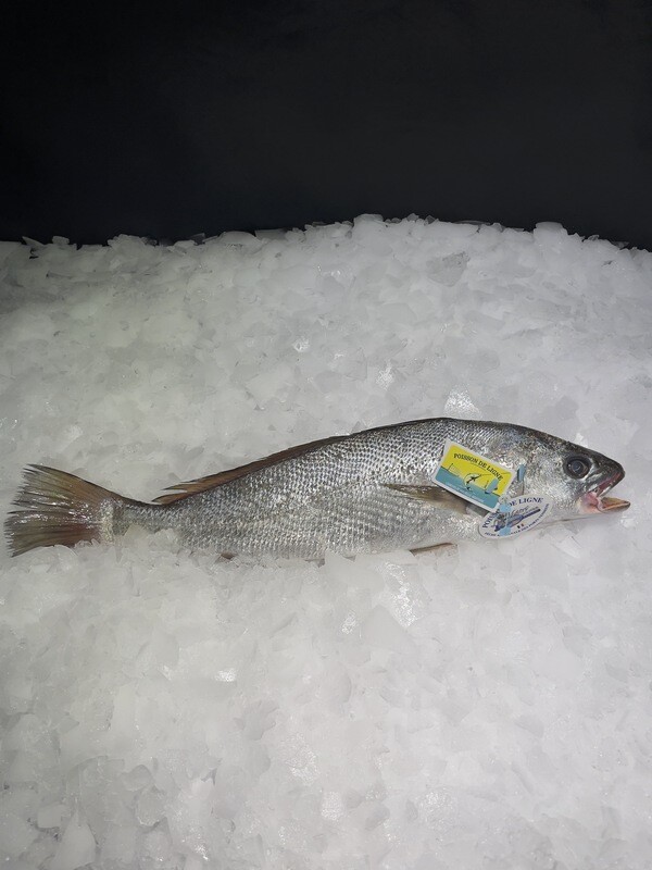 Maigre de ligne frais, poisson entier issu d'une pêche artisanale Atlantique 