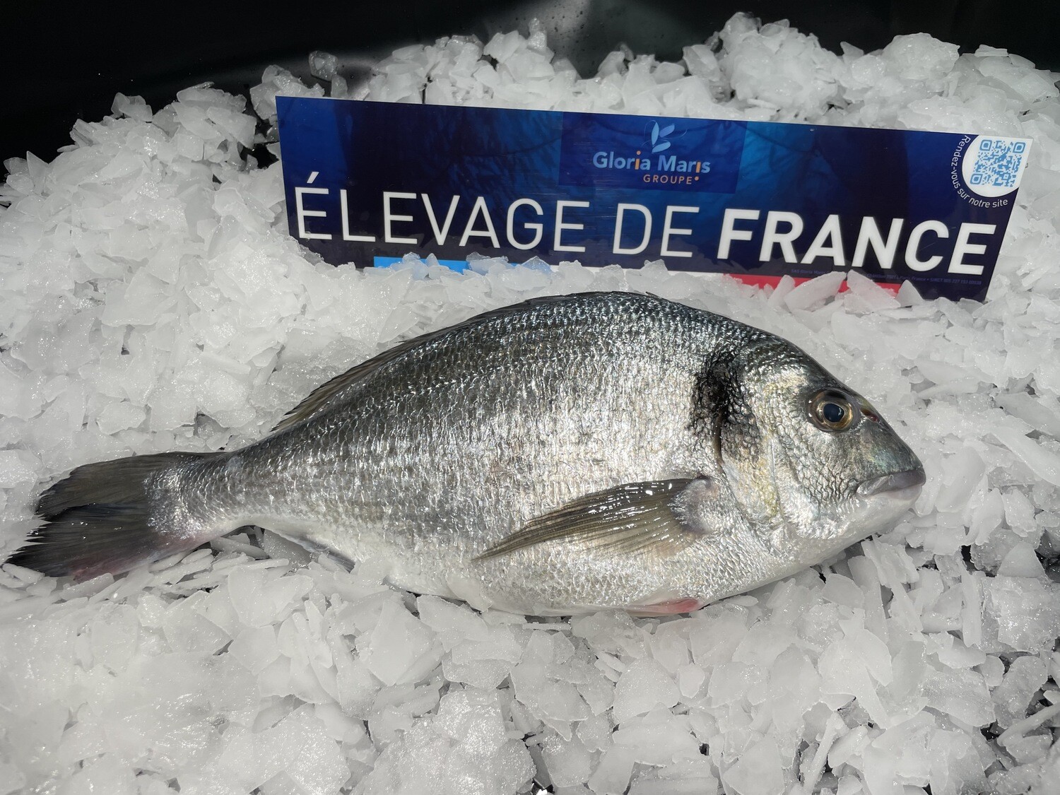 Daurade royale entière d'élevage français