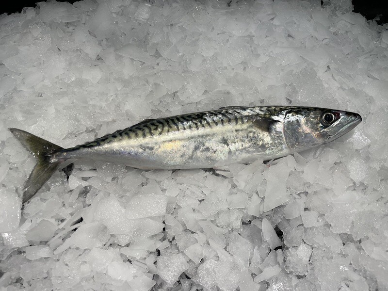Maquereau frais entier ou en filets, pêché dans le Golfe de Gascogne