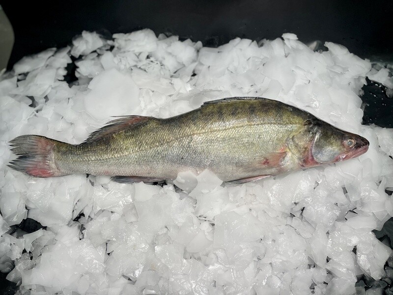 Sandre frais entier, poisson d'eau douce à chair blanche, fine et délicate