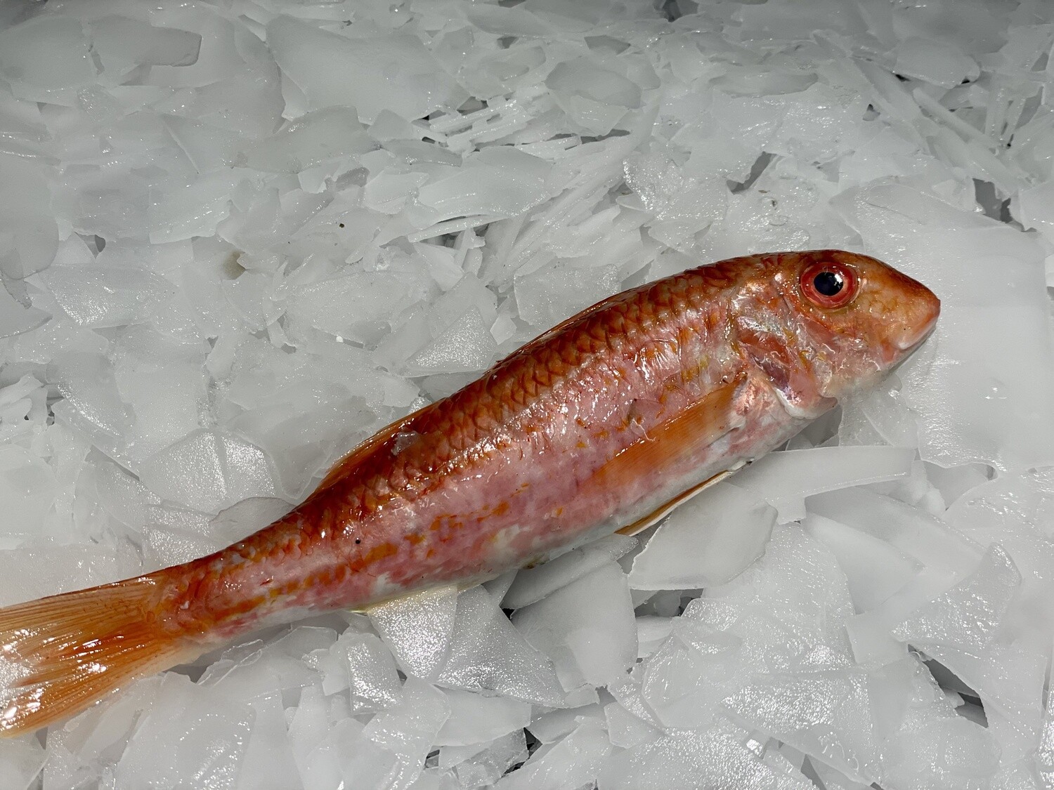 Rouget-barbet frais entier, poisson de mer à la chair fine et délicate