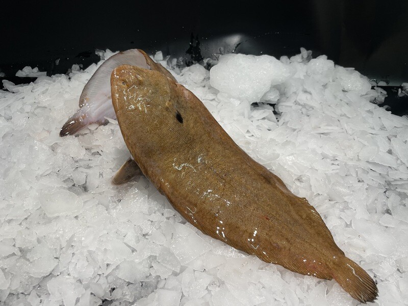 Sole portion fraîche 250g-300g, poisson entier à chair fine et délicate