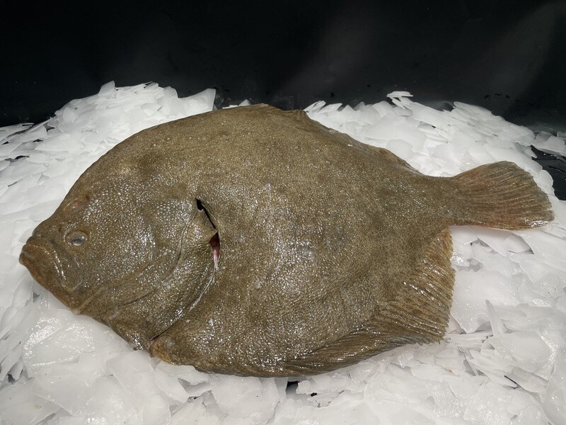 Turbot sauvage entier, poisson noble à chair blanche et délicate