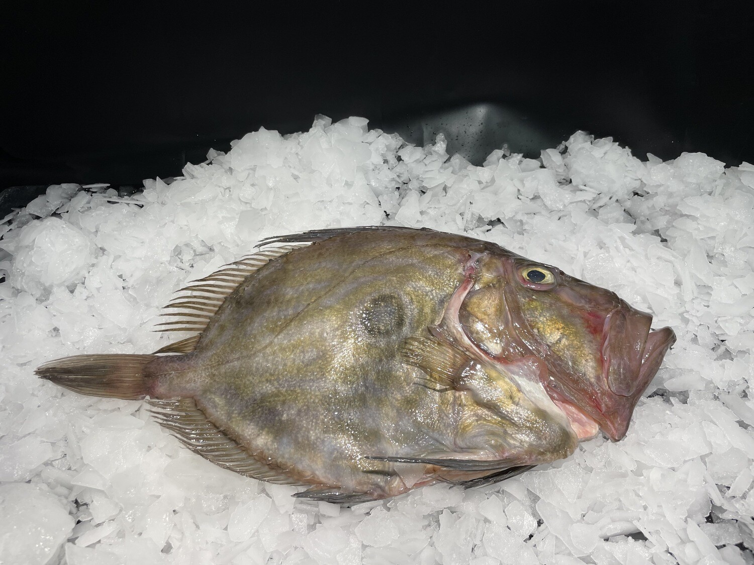 Saint-Pierre frais entier 1,8kg, poisson sauvage du golfe de Gascogne à la chair blanche, fine et délicate