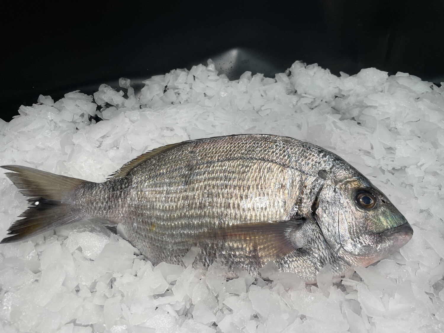 Sar de ligne frais entier, poisson à chair blanche, fine et savoureuse 