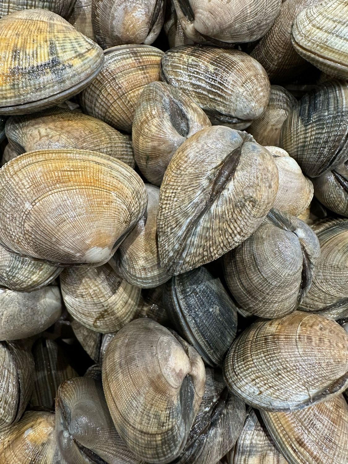Palourdes fraîches, coquillages entiers de la côte française, idéales avec des pâtes ou en marinière