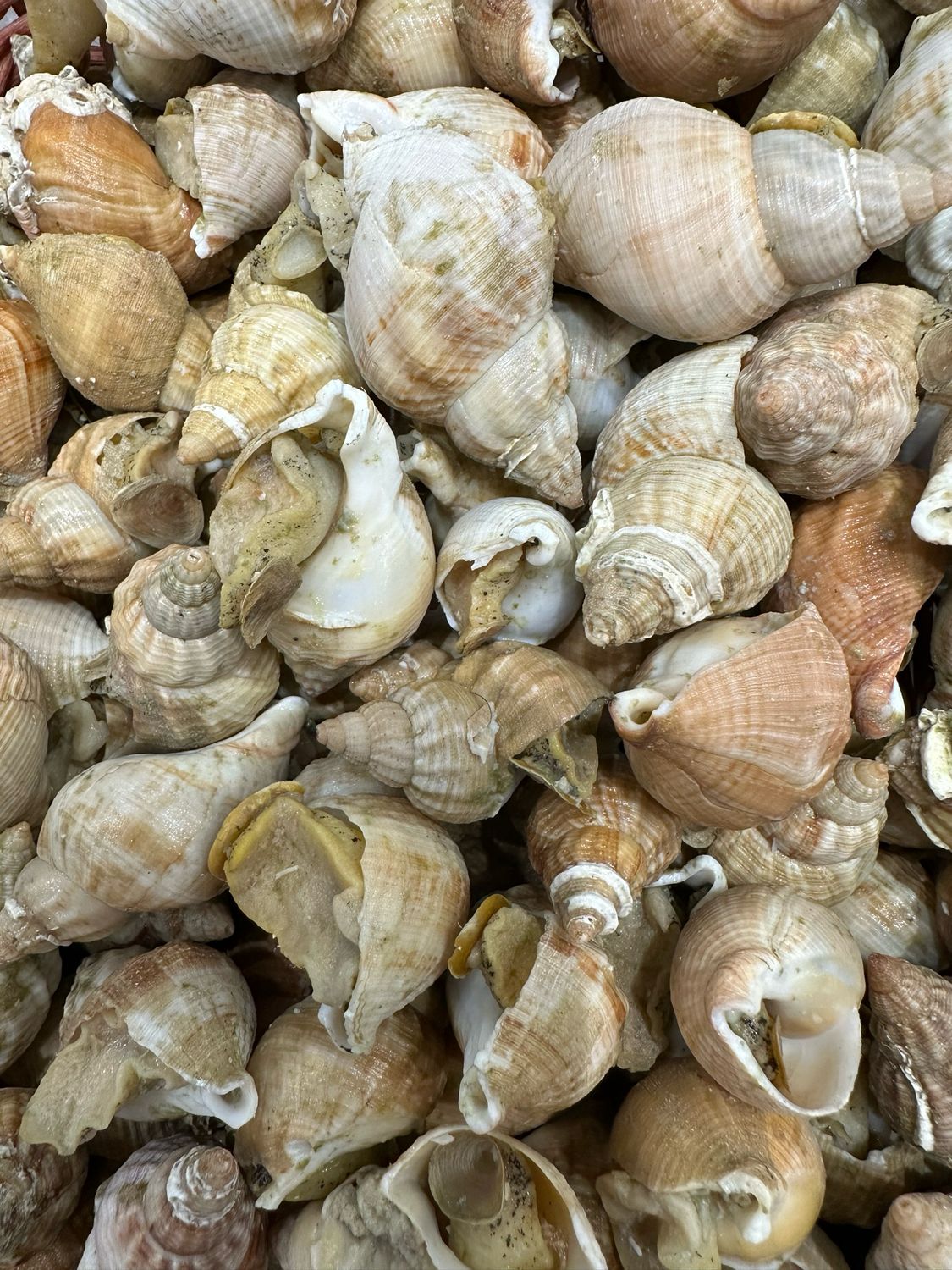 Bulots cuis maison prêts à déguster 