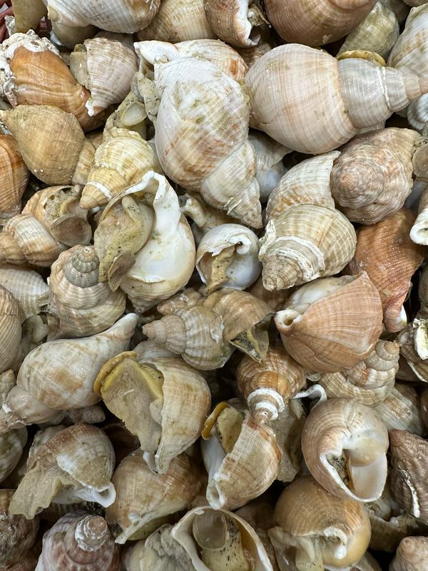 Bulots cuis maison prêts à déguster 