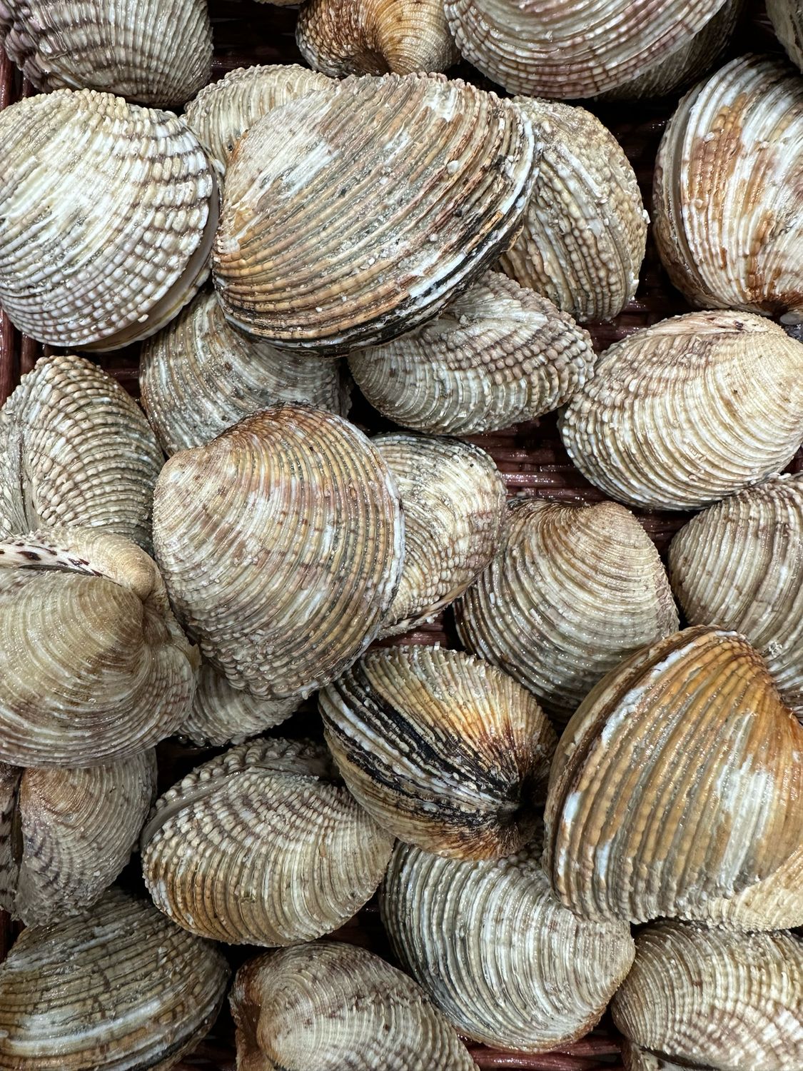 Praires fraîches, coquillages entiers à la chair iodée et délicate, idéales crues, farcies ou gratinées