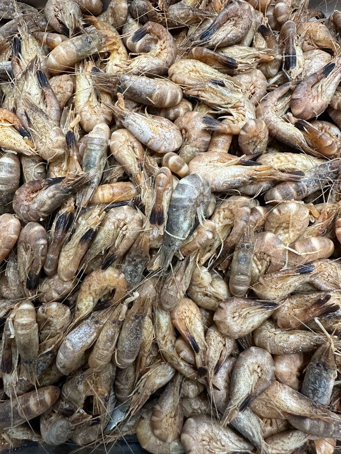 Crevettes grises fraîches entières